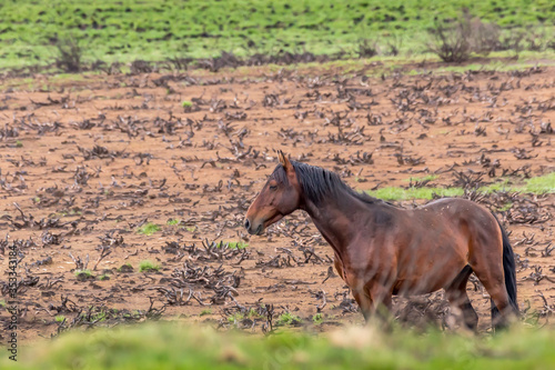 Wild horse - a so called Brumbie - in the Kosciuszko National Park in New South Wales, Australia at a cloudy day in summer. photo