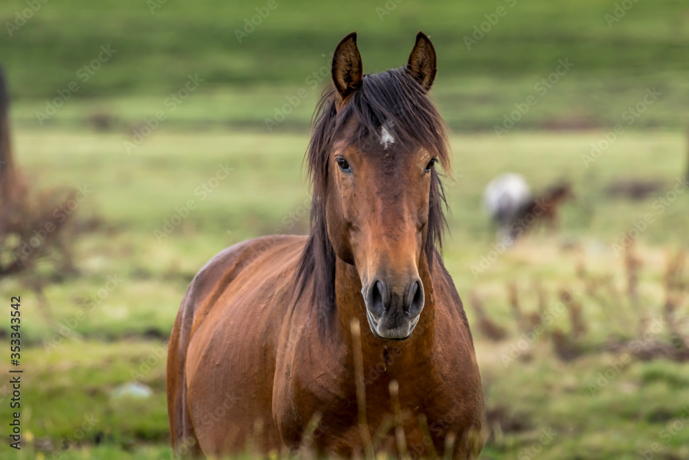 Wild horse - a so called Brumbie - in the Kosciuszko National Park in New South Wales, Australia at a cloudy day in summer. Wild horse - a so called Brumbie - in the Kosciuszko National Park in New South Wales, Australia at a cloudy day in summer.