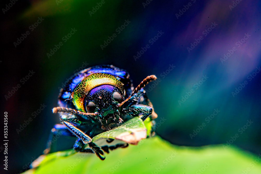 Fototapeta premium A close up of a tiny metallic iridescent insect