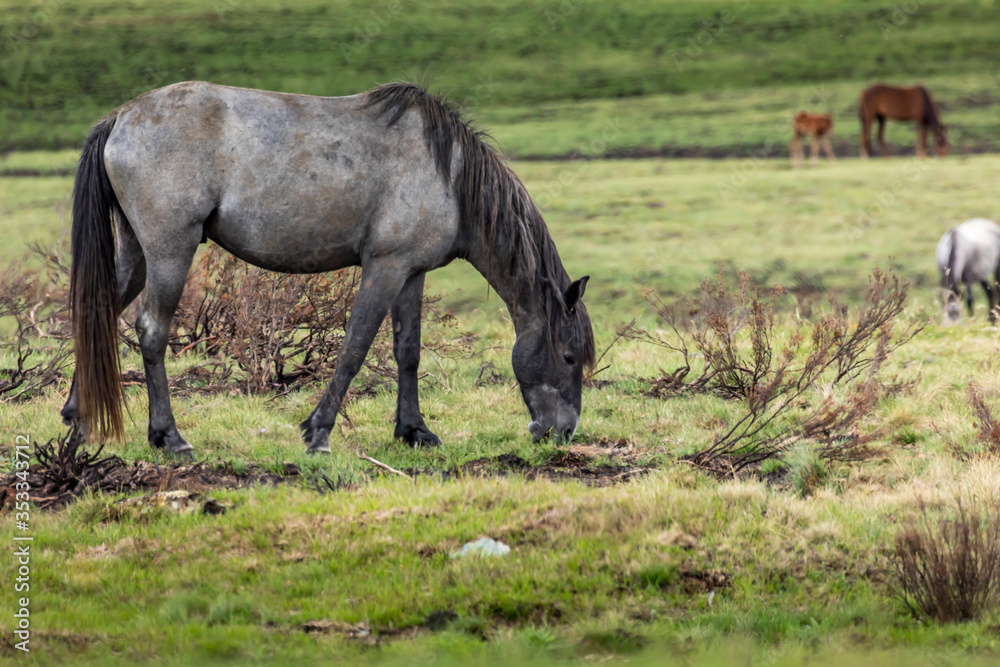 Wild horses - so called Brumbies - in the Kosciuszko National Park in New South Wales, Australia at a cloudy day in summer. Wild horses - so called Brumbies - in the Kosciuszko National Park in New South Wales, Australia at a cloudy day in summer.