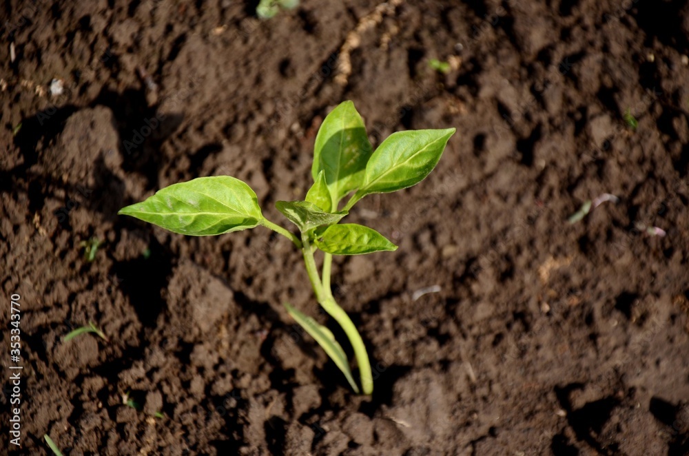 young small bell pepper plant growing in the soil in the kitchen garden young small bell pepper plant growing in the soil in the kitchen garden