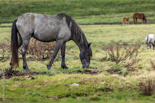Wild horses - so called Brumbies - in the Kosciuszko National Park in New South Wales, Australia at a cloudy day in summer.