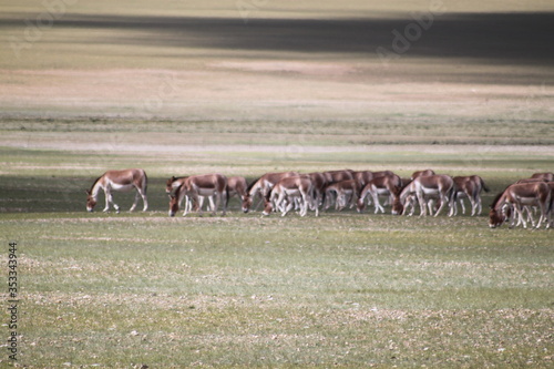 Wildesel im Himalaya