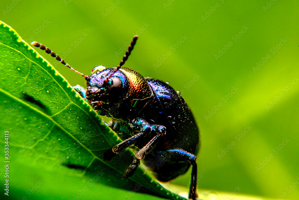 Naklejka premium A close up of a tiny metallic iridescent insect