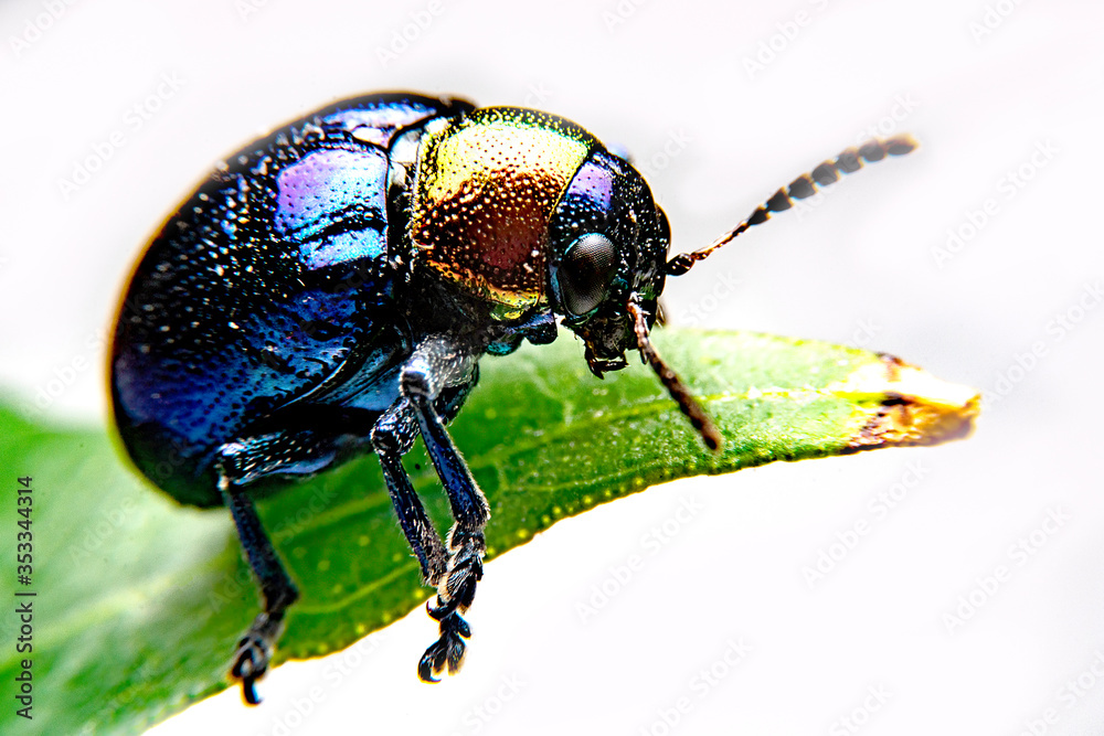 A close up of a tiny metallic iridescent insect A close up of a tiny metallic iridescent insect