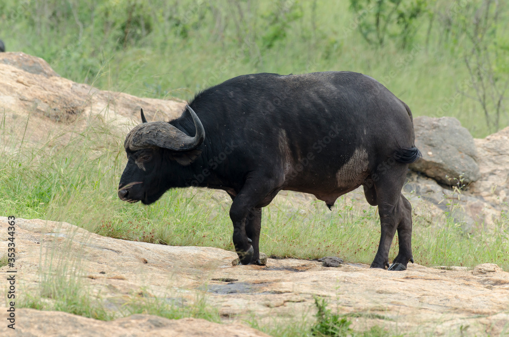Buffle d'Afrique, Syncerus caffer, Parc national Kruger, Afrique du Sud Buffle d'Afrique, Syncerus caffer, Parc national Kruger, Afrique du Sud