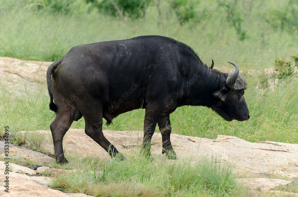 Buffle d'Afrique, Syncerus caffer, Parc national Kruger, Afrique du Sud Buffle d'Afrique, Syncerus caffer, Parc national Kruger, Afrique du Sud