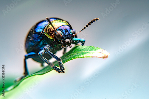  A close up of a tiny metallic iridescent insect