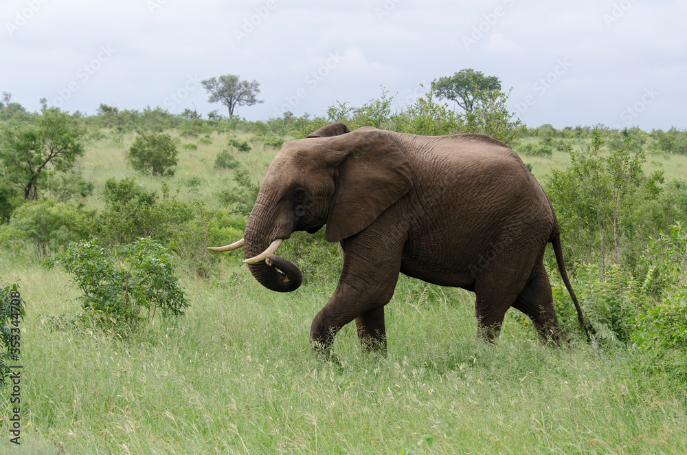 Fototapeta premium Eléphant d'Afrique, Loxodonta africana, Parc national Kruger, Afrique du Sud
