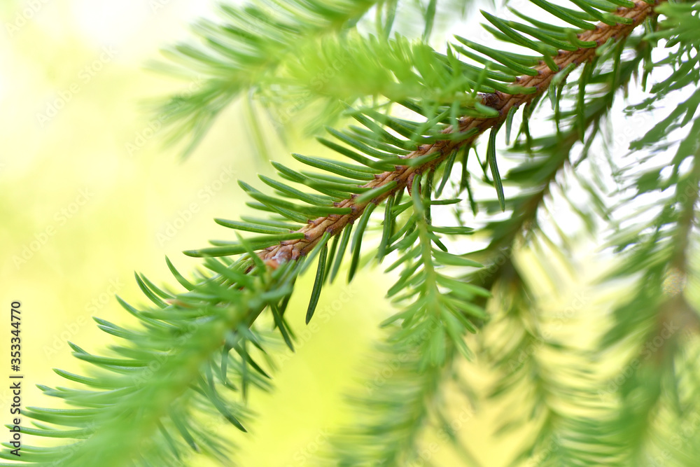 Fototapeta premium ate, tree, leaf tree, berries, spring, apple fruits,