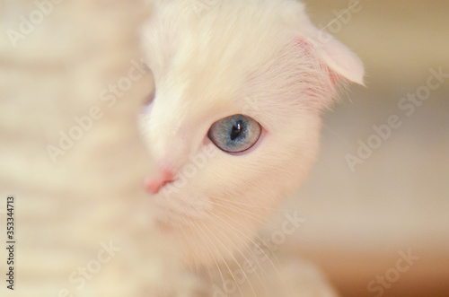 White Scottish Fold kitten plays hide and seek