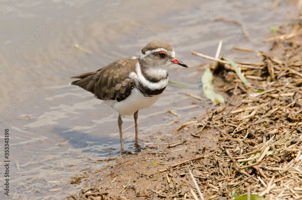 Gravelot à triple collier,.Charadrius tricollaris, Three banded Plover Gravelot à triple collier,.Charadrius tricollaris, Three banded Plover