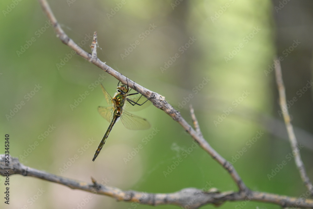 Strikosa, Strikosa on a branch, close-up of Strikoz, spring, summer background Strikosa, Strikosa on a branch, close-up of Strikoz, spring, summer background