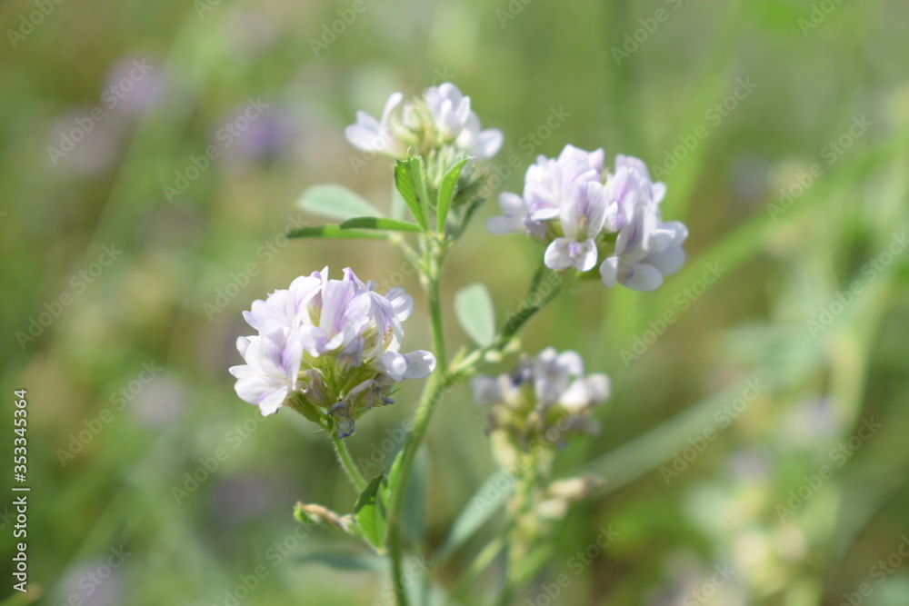 Medicago sativa, alfalfa, lucerne in bloom - close up. Alfalfa is the most cultivated forage legume in the world and has been used as an herbal medicine since ancient times. Medicago sativa, alfalfa, lucerne in bloom - close up. Alfalfa is the most cultivated forage legume in the world and has been used as an herbal medicine since ancient times.