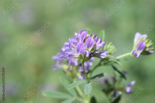 Medicago sativa  alfalfa  lucerne in bloom - close up. Alfalfa is the most cultivated forage legume in the world and has been used as an herbal medicine since ancient times.