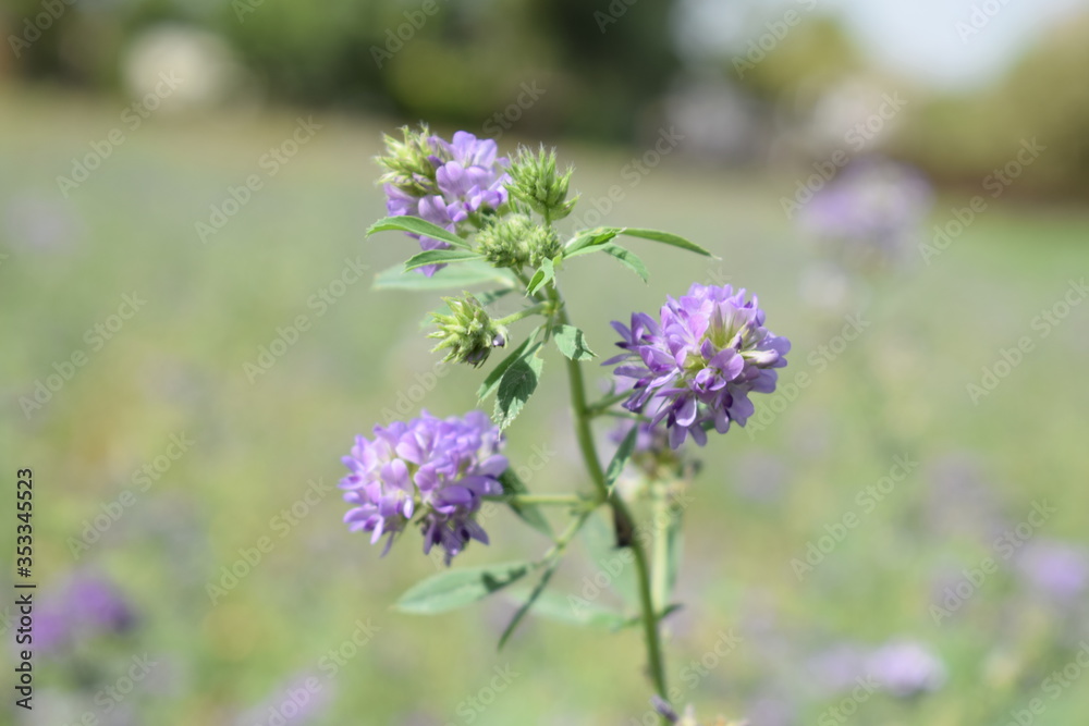 Obraz premium Medicago sativa, alfalfa, lucerne in bloom - close up. Alfalfa is the most cultivated forage legume in the world and has been used as an herbal medicine since ancient times.