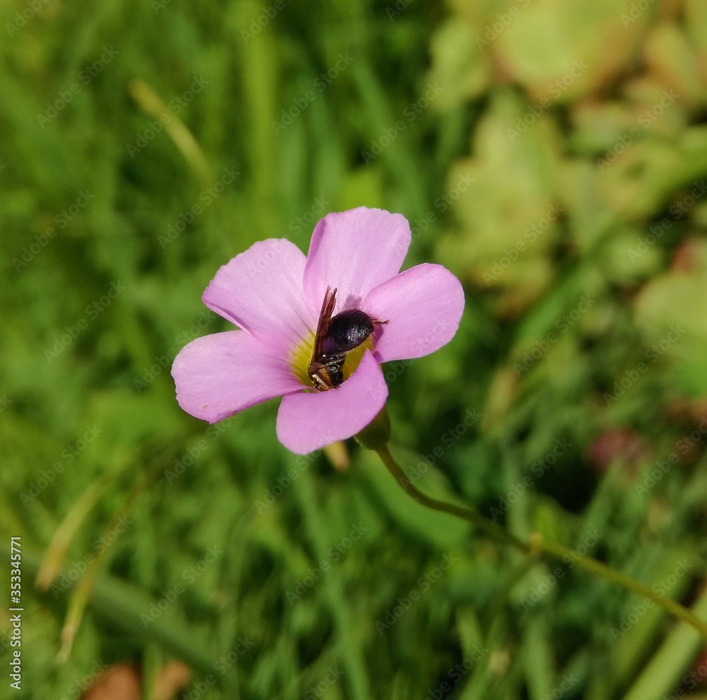 1 centimetre flower with a little black bug at its center 1 centimetre flower with a little black bug at its center