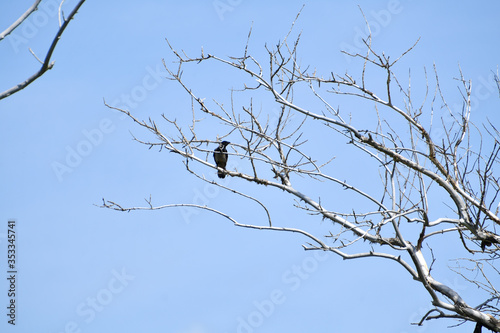 tree branches, forest, withered branches, branches, existing branches background , branches on a background of water, background, bird on a dry tree