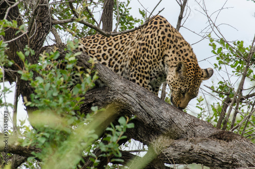 L  opard  Panth  re  Panthera pardus  Afrique du Sud