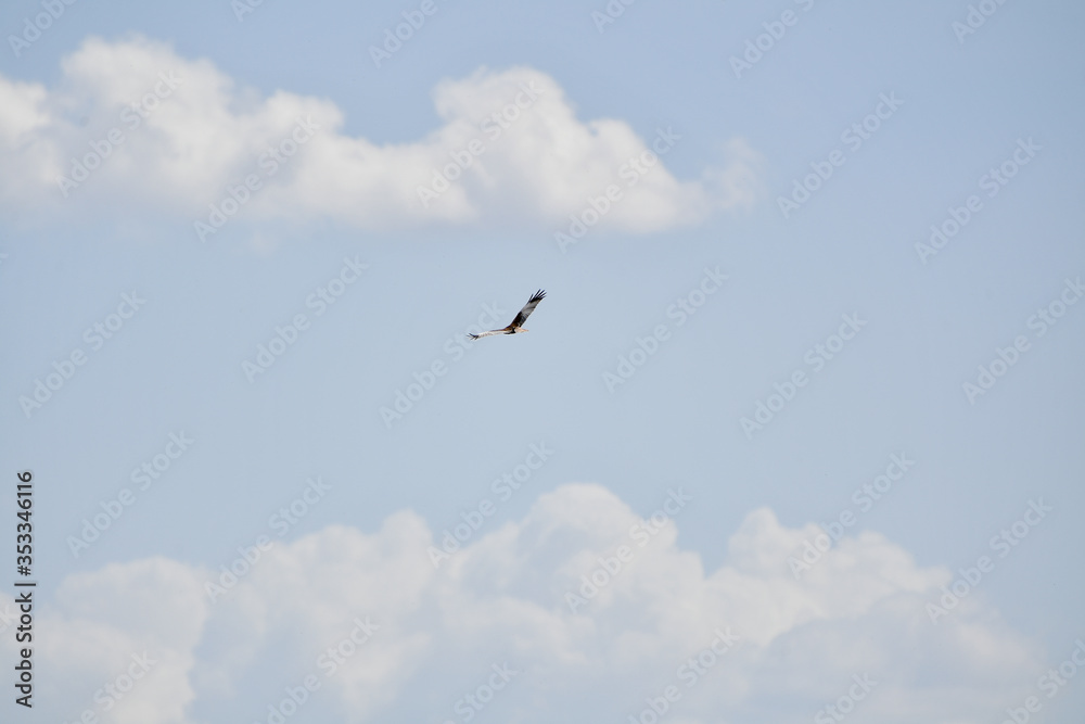bird in the sky, open sky, bird on flight, falcon, golden eagle, sky