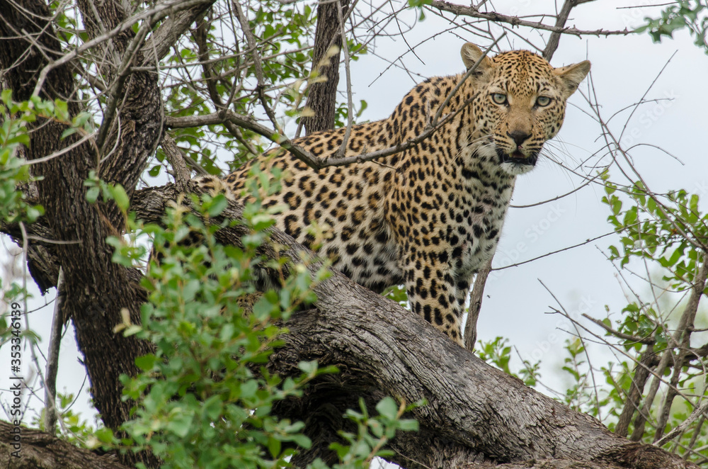 Léopard, Panthère, Panthera pardus, Afrique du Sud Léopard, Panthère, Panthera pardus, Afrique du Sud