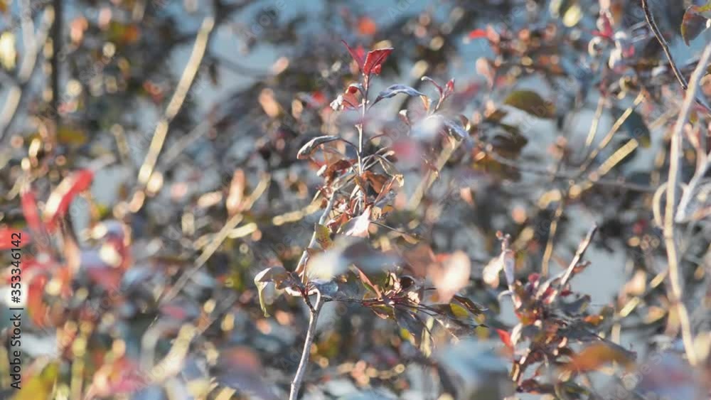 tree branch in the wind among others. The branch is lit by the rays of the setting sun tree branch in the wind among others. The branch is lit by the rays of the setting sun