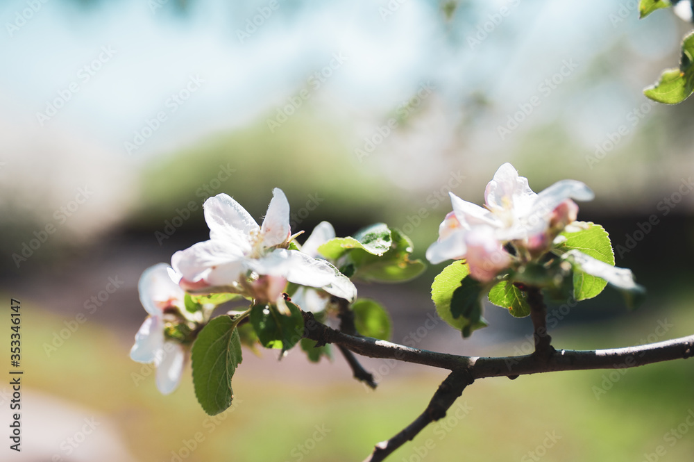Blossoming branch of apple tree, spring floral background, beauty of nature Blossoming branch of apple tree, spring floral background, beauty of nature