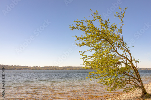 Starnberger See mit Baum