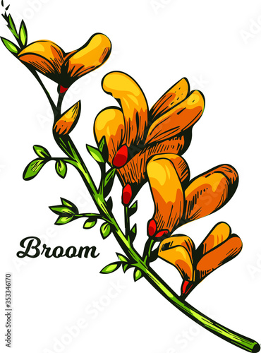 Broom flower, dyers greenwood, weed and whin, furze, green broom, greenweed, wood waxen vector illustration of yellow blooming flowers. Genista tinctoria, lupine lupin gorse and laburnum photo