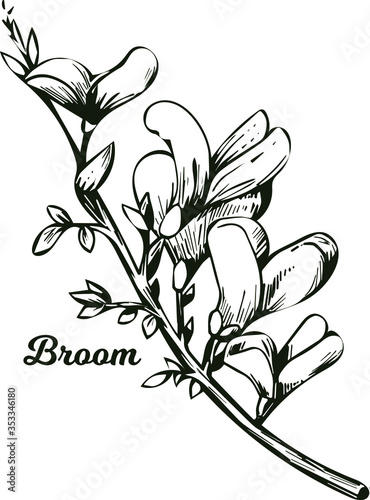 Broom flower, dyers greenwood, weed and whin, furze, green broom, greenweed, wood waxen vector illustration of blooming flowers. Genista tinctoria, lupine lupin gorse and laburnum monochrome photo