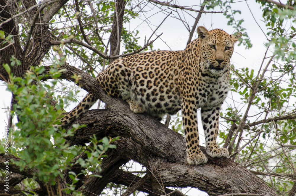 Léopard, Panthère, Panthera pardus, Afrique du Sud Léopard, Panthère, Panthera pardus, Afrique du Sud