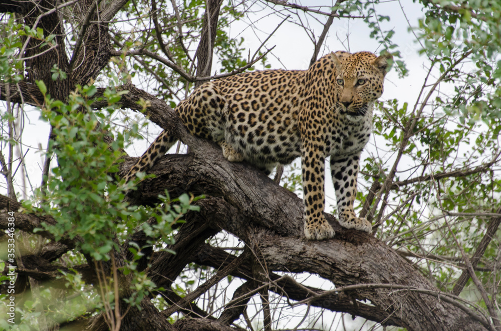 Léopard, Panthère, Panthera pardus, Afrique du Sud Léopard, Panthère, Panthera pardus, Afrique du Sud