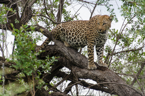 L  opard  Panth  re  Panthera pardus  Afrique du Sud