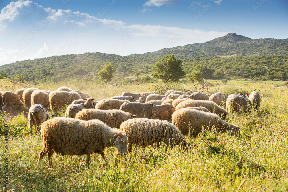 Fototapeta premium Sheeps on green grass and evening sky with light