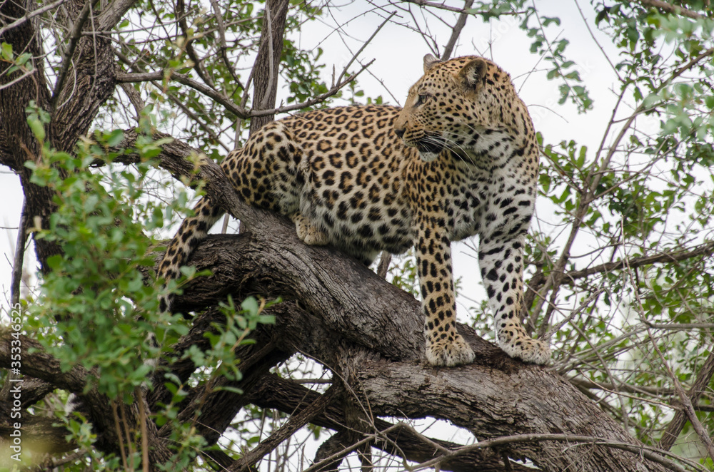 Léopard, Panthère, Panthera pardus, Afrique du Sud Léopard, Panthère, Panthera pardus, Afrique du Sud