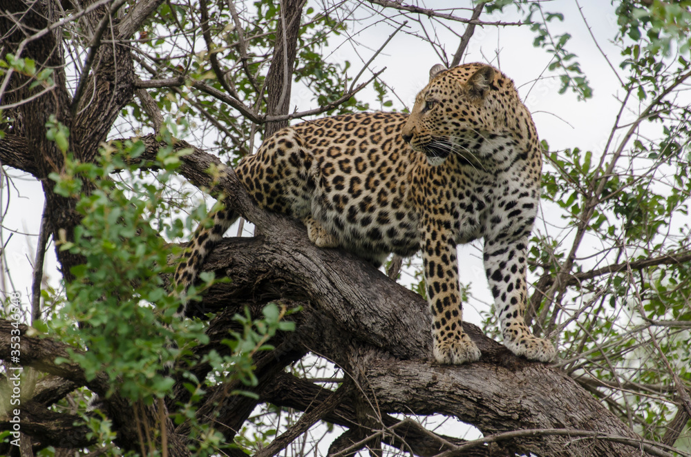 Léopard, Panthère, Panthera pardus, Afrique du Sud Léopard, Panthère, Panthera pardus, Afrique du Sud
