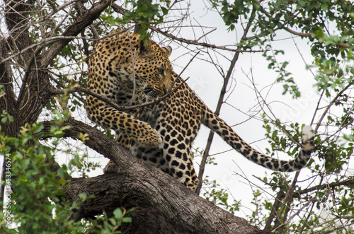 L  opard  Panth  re  Panthera pardus  Afrique du Sud