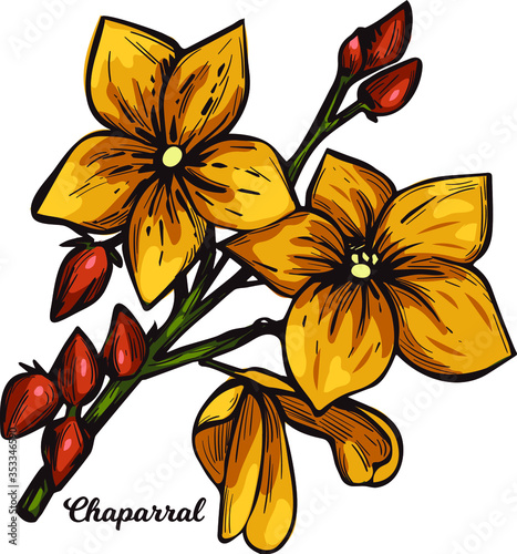 Chaparral creosote bush, gobernadora, larreastat vector illustration. Larrea tridentata creosote bush, greasewood plant. Medicinal herb, yellow flowers and green leaves, medical cosmetic blooming