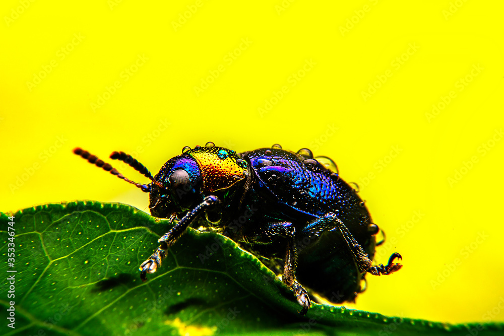 Naklejka premium A close up of a tiny metallic iridescent insect
