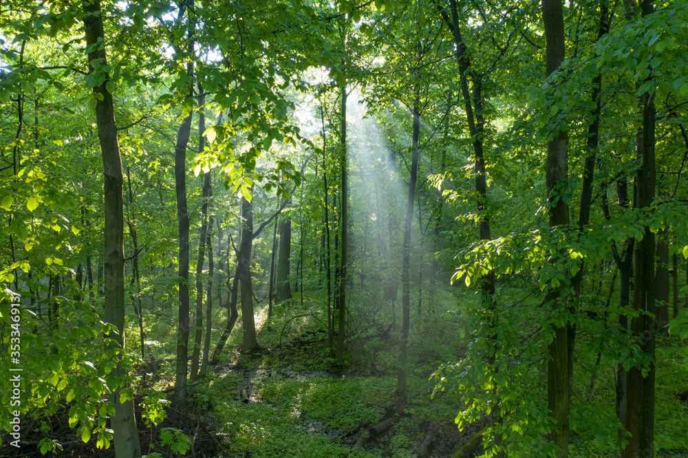 Obraz premium Dawn in the deciduous forest. The sun's rays break through the morning mist.