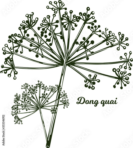 Dong quai female ginseng Angelica sinensis herb belonging to family Apiaceae, indigenous to China, vector illustration. Yellowish brown root of plant harvested in asia, Chinese medicine plant