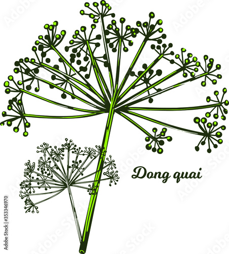 Dong quai female ginseng Angelica sinensis herb belonging to family Apiaceae, indigenous to China, vector illustration. Yellowish brown root of plant harvested in asia, Chinese medicine plant