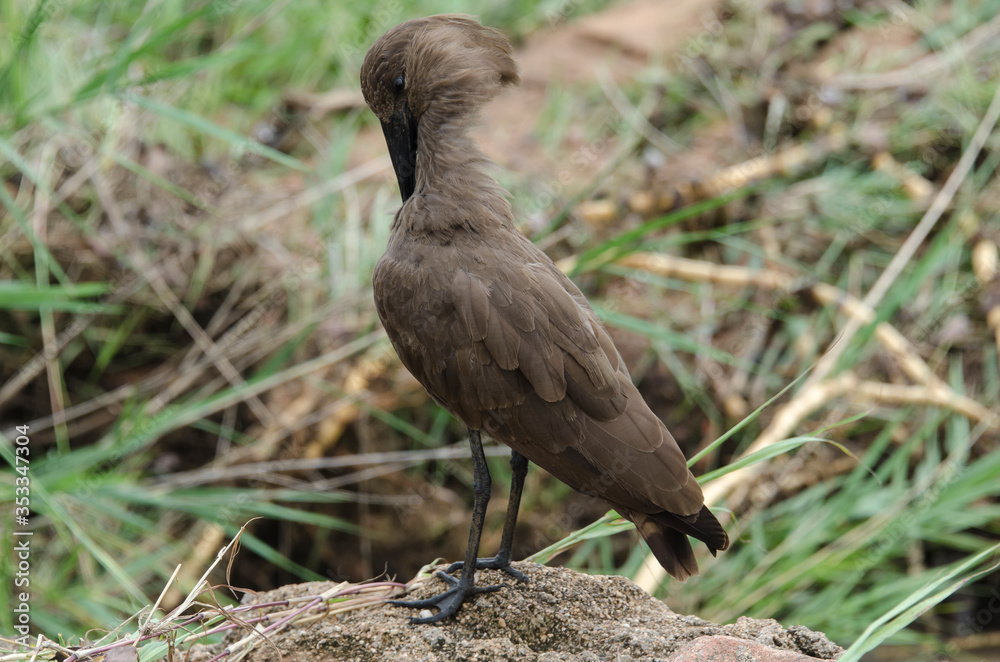 Ombrette africaine,.Scopus umbretta, Hamerkop Ombrette africaine,.Scopus umbretta, Hamerkop