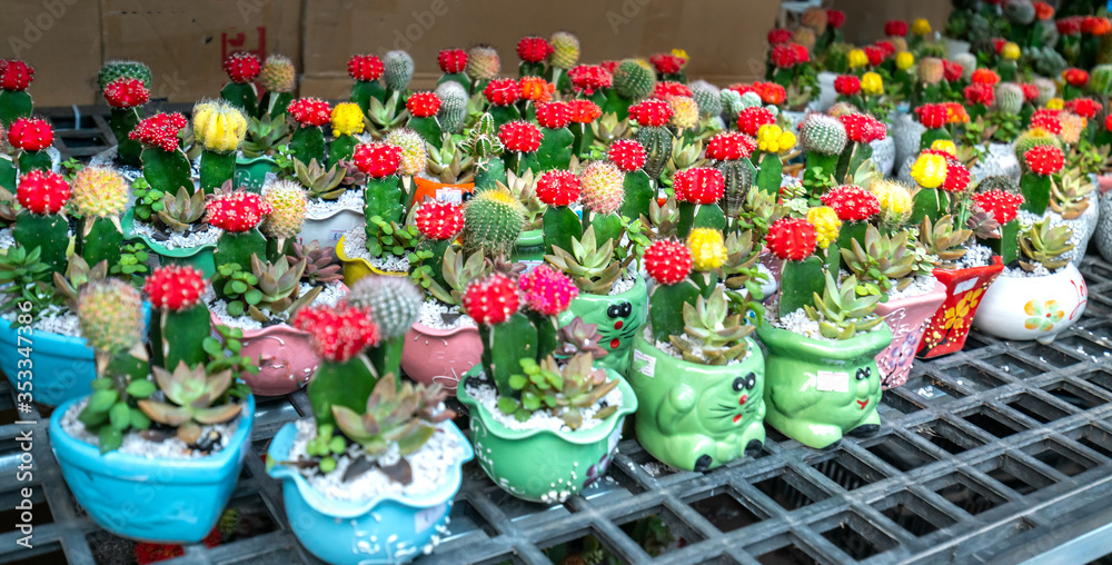 Colorful pots of cactus in the ornamental flower market. Decorative flower pots on shelves, indoor tables