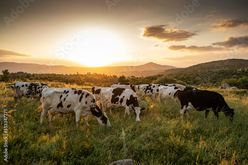 Cows on green grass and evening sky with light © Suzi