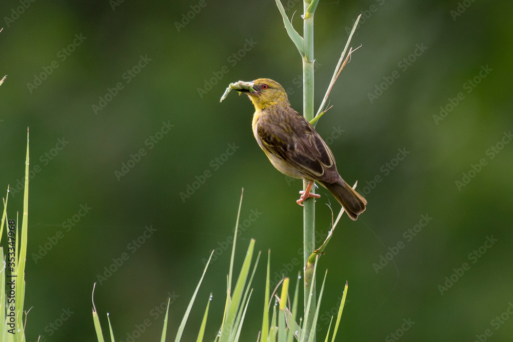 Tisserin safran, femelle,.Ploceus xanthops, Holub's Golden Weaver