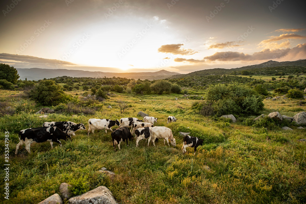 Cows on green grass and evening sky with light Cows on green grass and evening sky with light