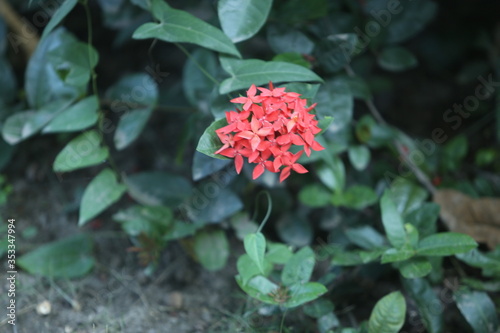 red dahlia and green leaves © Nilakshi