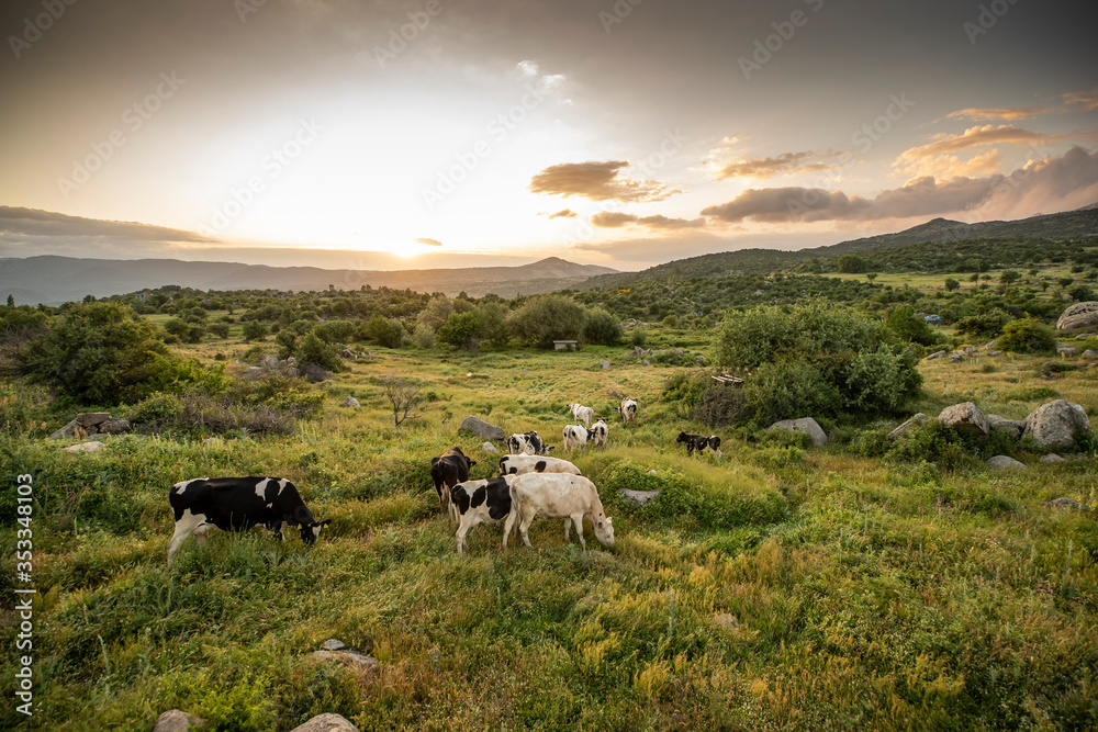 Fototapeta premium Cows on green grass and evening sky with light
