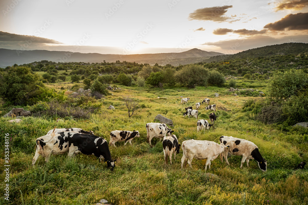 Cows on green grass and evening sky with light Cows on green grass and evening sky with light